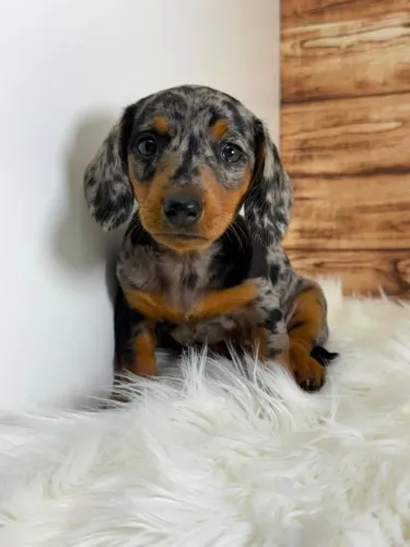 Dachshund Arlequim Menina