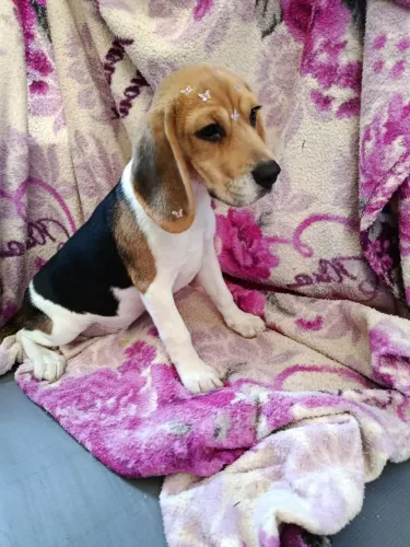 Linda femia de beagle