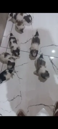 Filhote de Shihtzu 