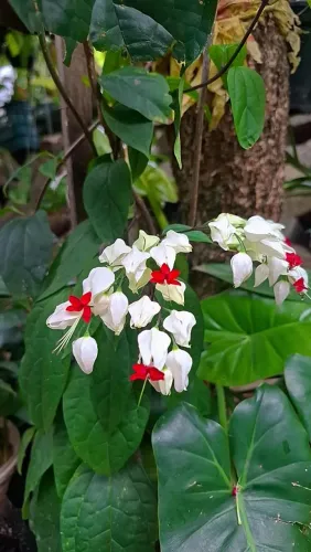 Mudas de Plantas: Lágrima de cristo