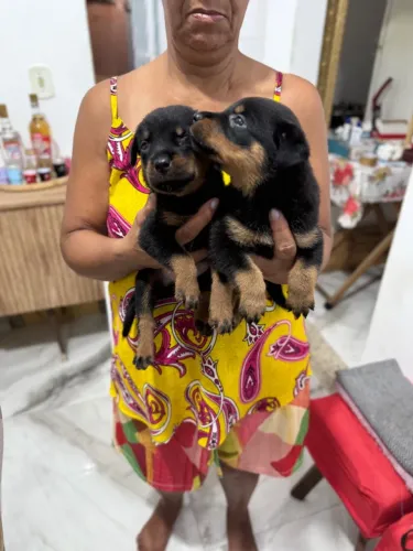 Filhotes de rottweiler