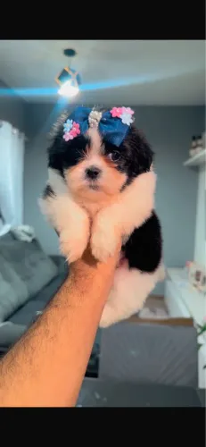 Shih-tzu femea vacinada 51 dias 