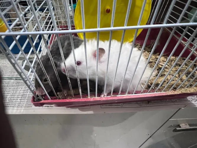 Hamister 