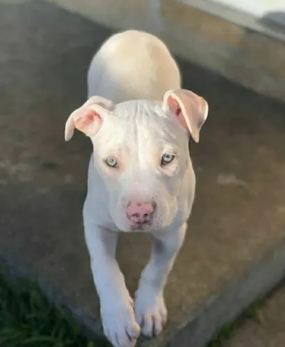 Cãozinho Pitbull/ Pit Monster linhagem selecionada com olhos azuis