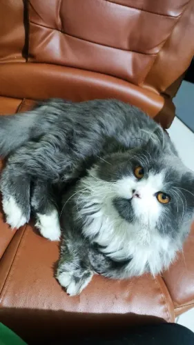 GATO PERSA (CRUZA)