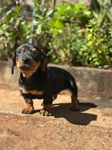 Dachshund/ Cofap macho black e tan 