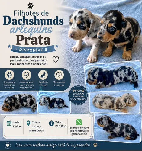 Filhotes de Dachshunds ( Basset salcicha) arlequins prata disponível