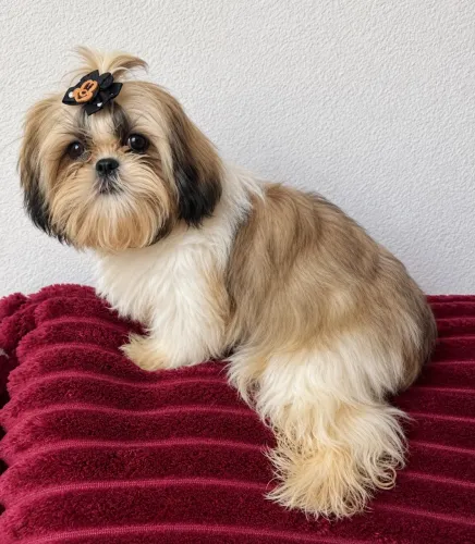 Shih tzu fêmea 6 meses