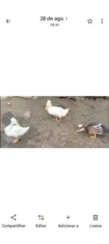 vendo Marreco Pom pom