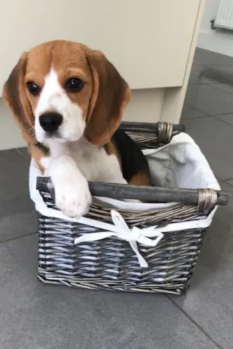 Beagle a pronta entrega