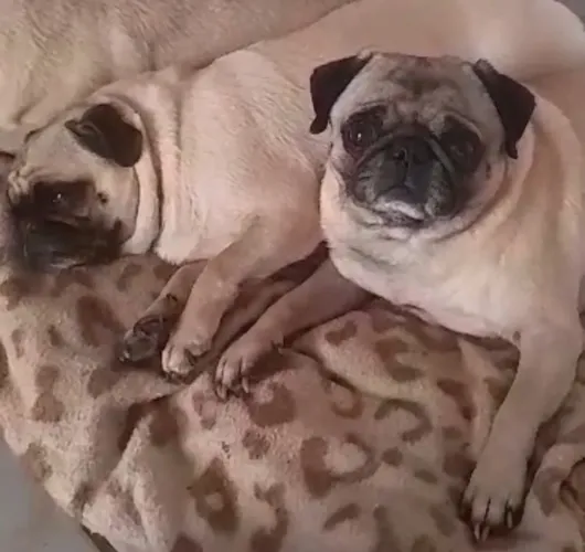 Doa se casal de pug