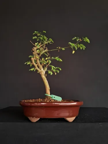 Bonsai de Piteco no Vaso de Cerâmica Vermelho - Hajime Bonsai