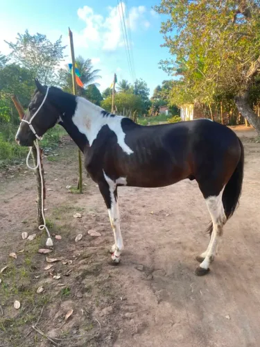 Potro