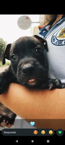 Vende-se filhote de Pit Bull 
