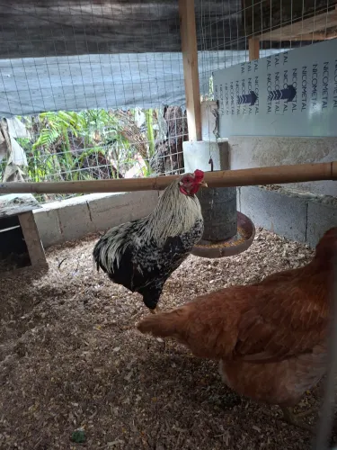 Galinha ameraucana e galo kollonco