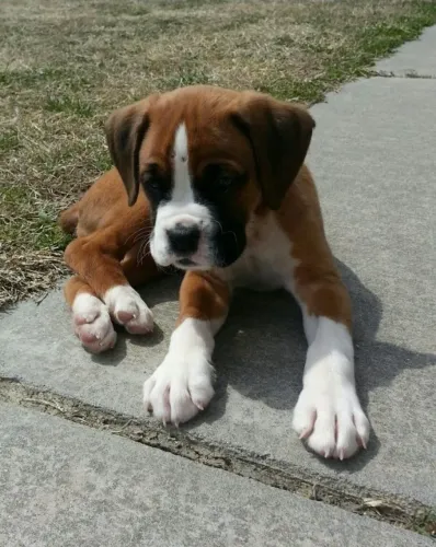 Filhotes de Boxer marcação no focinho perfeita !