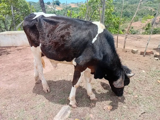Vendo um bezerro e uma vaca