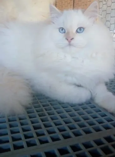 Gato Ragdoll Adulto