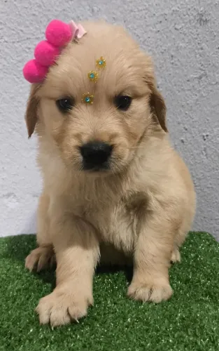 Golden Retriever - Ama Brincar 