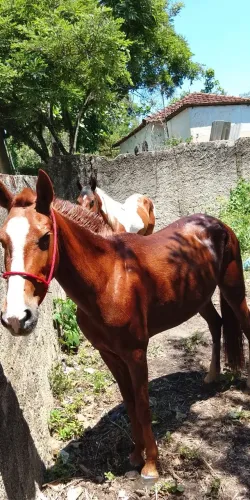 Cavalos a venda