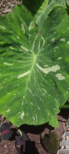 Colocasia Elepaio Milk uma muda