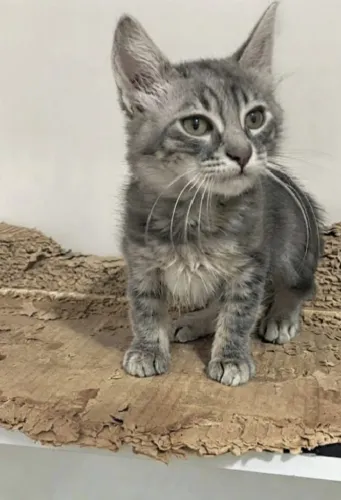 Gatinho lindo para adoção.