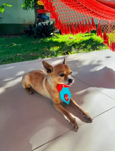 Pinscher macho 01 busca namorada para cruzar