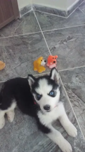 Filhotes de Husky Siberiano | Filhotes que trazem boas energias!