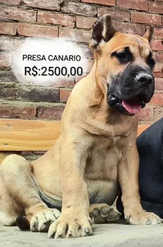 Presa canário Filhotes