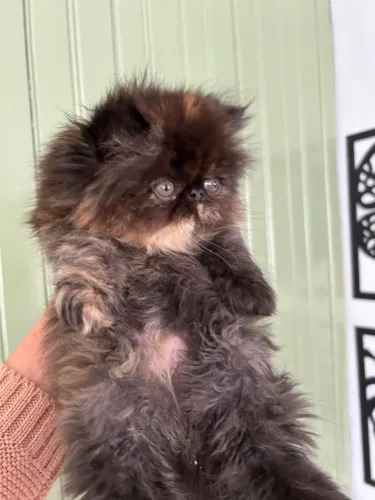Gato persa