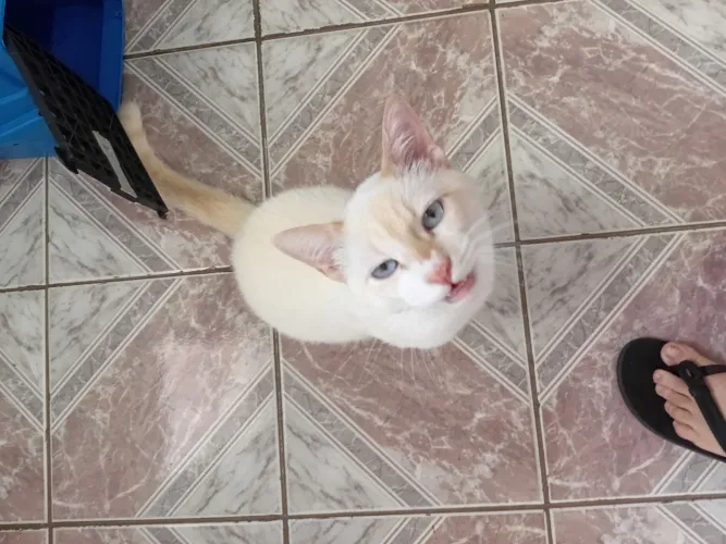 Gato para Doação.