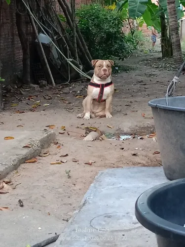 American Bully filhote com 9 meses