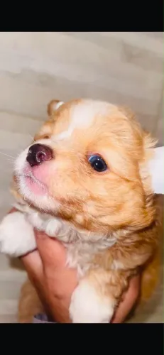 Últimas fêmeas de Chihuahua pelo longo