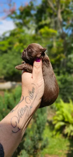 Shih-tzu Macho Chocolate - Pelagem Top