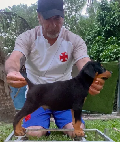 Filhote de doberman 