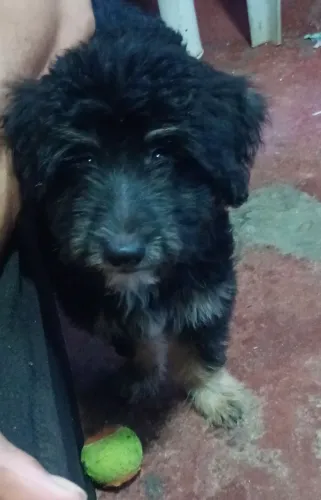Doação de cachorinho