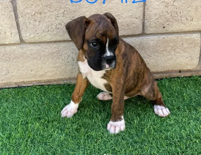 Boxer,Boxer Filhote Muito Amoroso e Dócil