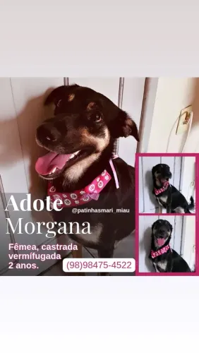 ADOÇAO RESPONSÁVEL