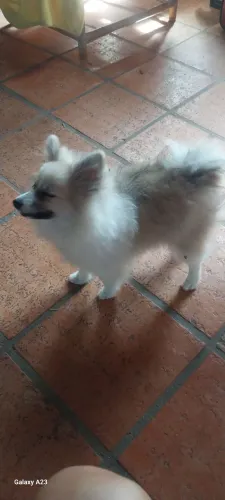 Splitz alemã  5  meses