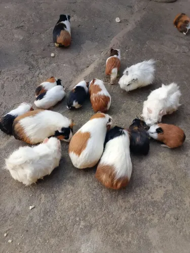 Filhotes de porquinhos da índia