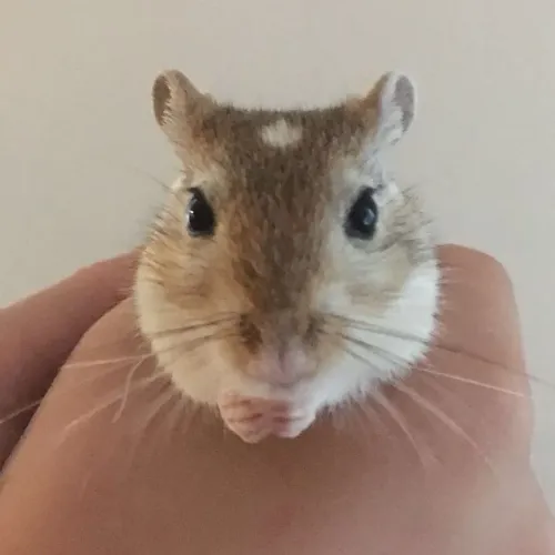 Procuro gerbil/ esquilo da mongolia