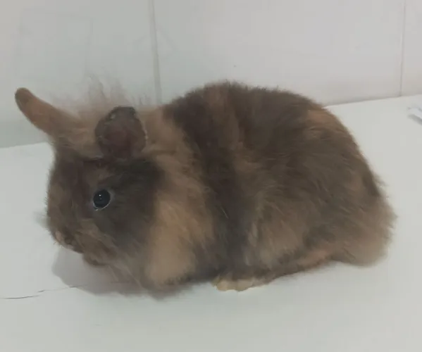 Filhote Mini coelho lion com 55 dias de vida (fêmea)