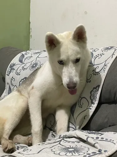Husky siberiano