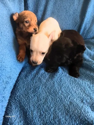 FILHOTES DE CHIHUAHUA COM PINSCHER