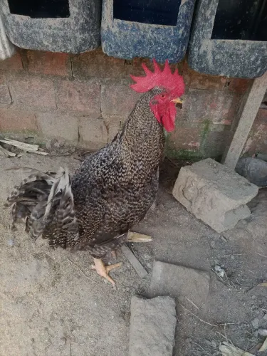 Galo pedrez balão 6kg