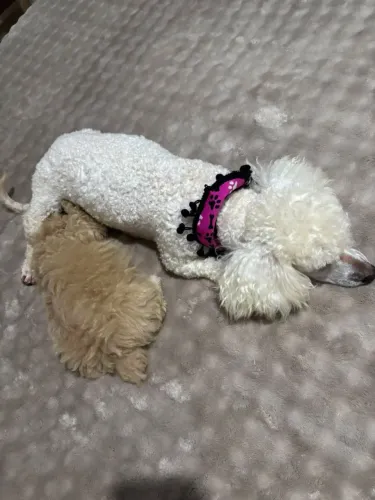 Poodle Toy abricot 