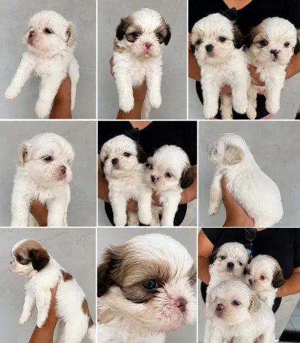 Vendo filhote de Shih Tzu