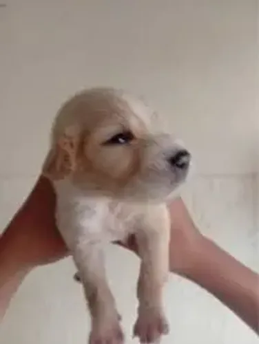 DOAÇÃO DE GOLDEN