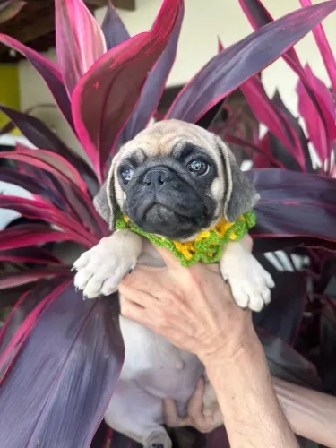 Pug fêmea 1600