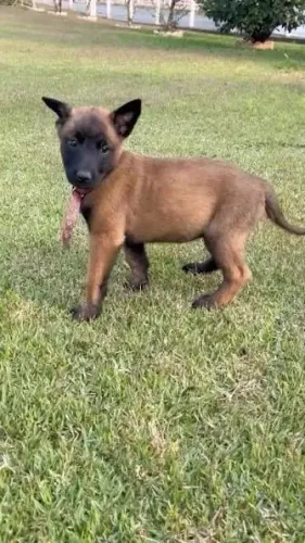 Pastor Belga malinois e Pastor alemão puros